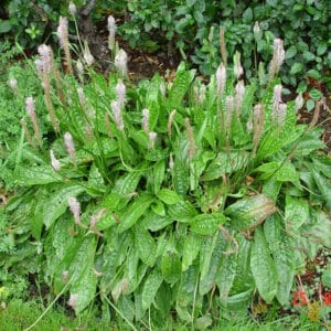 Plantago major - Græðisúra - planta