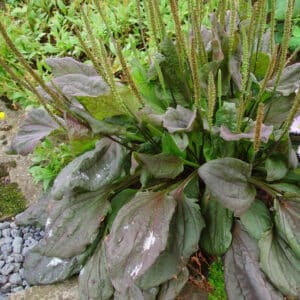 Plantago major Purpurea_GH