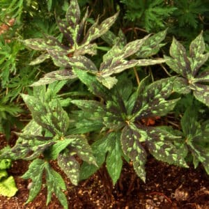 Podophyllum hexandrum - Maíepli_HAS