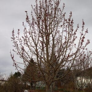 Populus trichocarpa Keisari_Alaskaösp_GH