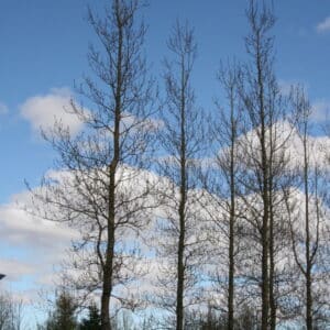 Populus trichocarpa Pinni - Alaskaösp2_GH