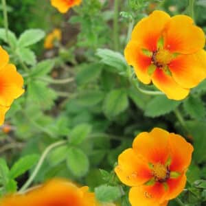 Potentilla argyrophylla_HAS
