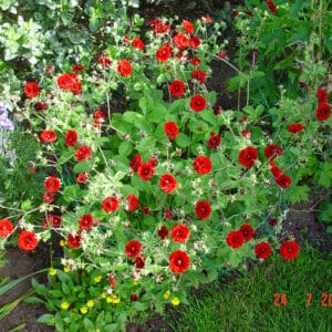 Potentilla atrosanguinea - Jarðarberjamura hálff