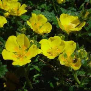 Potentilla megalantha - Japansmura blóm