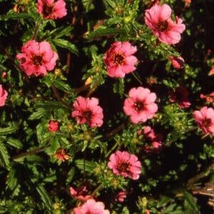 Potentilla nepalenses - Blóðmura_HAS