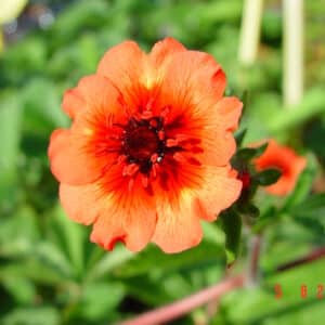 Potentilla nepalensis Miss Willmott_Blóðmura_GH