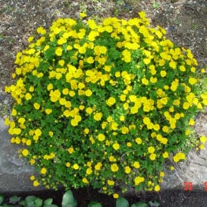 Potentilla neumanniana - planta