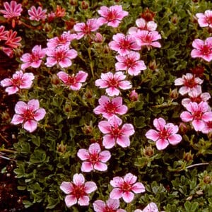 Potentilla nitida_HAS