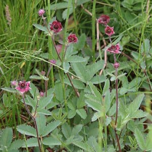 Potentilla palustris_HAS