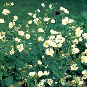 Potentilla rupestris_HAS
