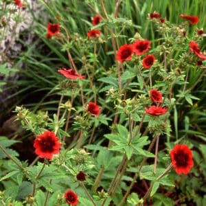 Potentilla thurberi2_HAS