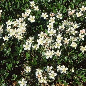 Potentilla tridentata1_HAS
