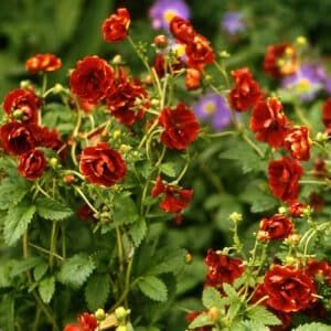 Potentilla x hybrida_HAS