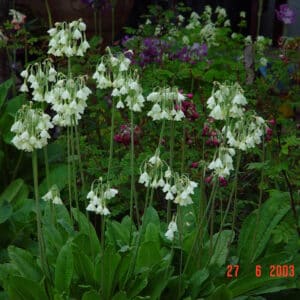 Primula alpicola - Fellalykill, hvítur - planta