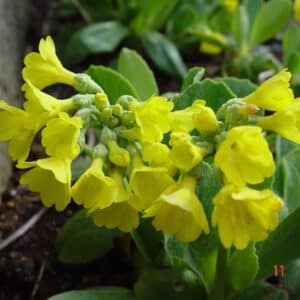 Primula auricula - blóm