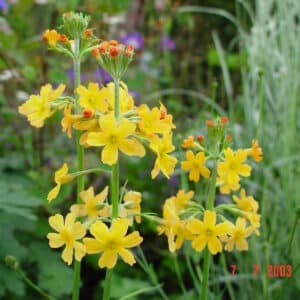 Primula beesiana blóm
