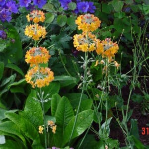 Primula bulleyana - Kransalykill