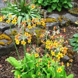Primula chungensis_HAS