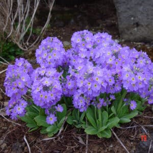 Primula denticulata - planta 2