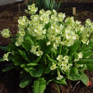 Primula elatior - Huldulykill - planta 1 í GR