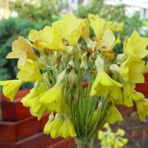 Primula florindae - Friggjarlykill gul blóm