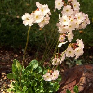 Primula involucrata_HAS