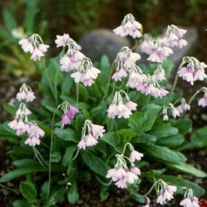 Primula ioessa_HAS
