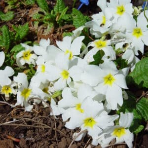 Primula juliae Alba_Júlíulykill_GH