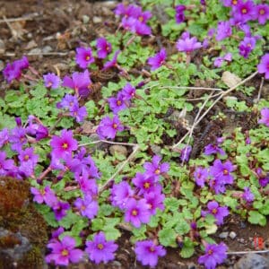 Primula juliae - planta 1