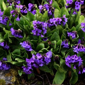 Primula latifolia_HAS