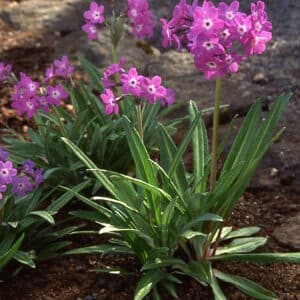Primula macrophylla_HAS