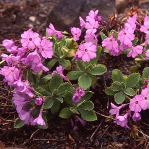 Primula marginata_HAS