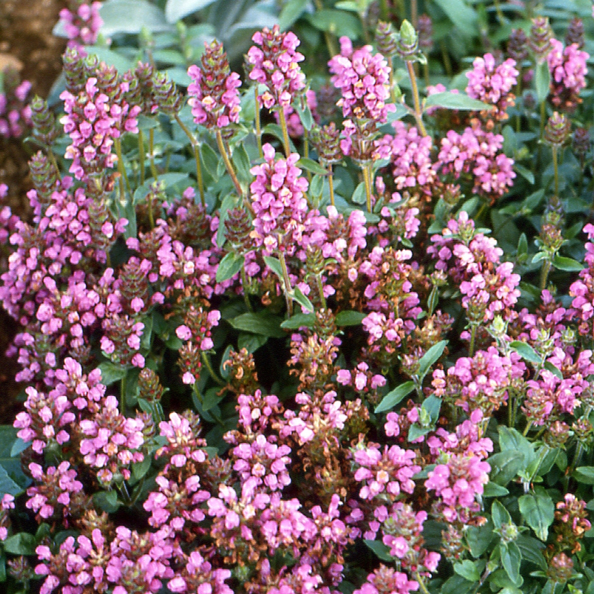 Prunella grandiflora 'Pink Pagoda'