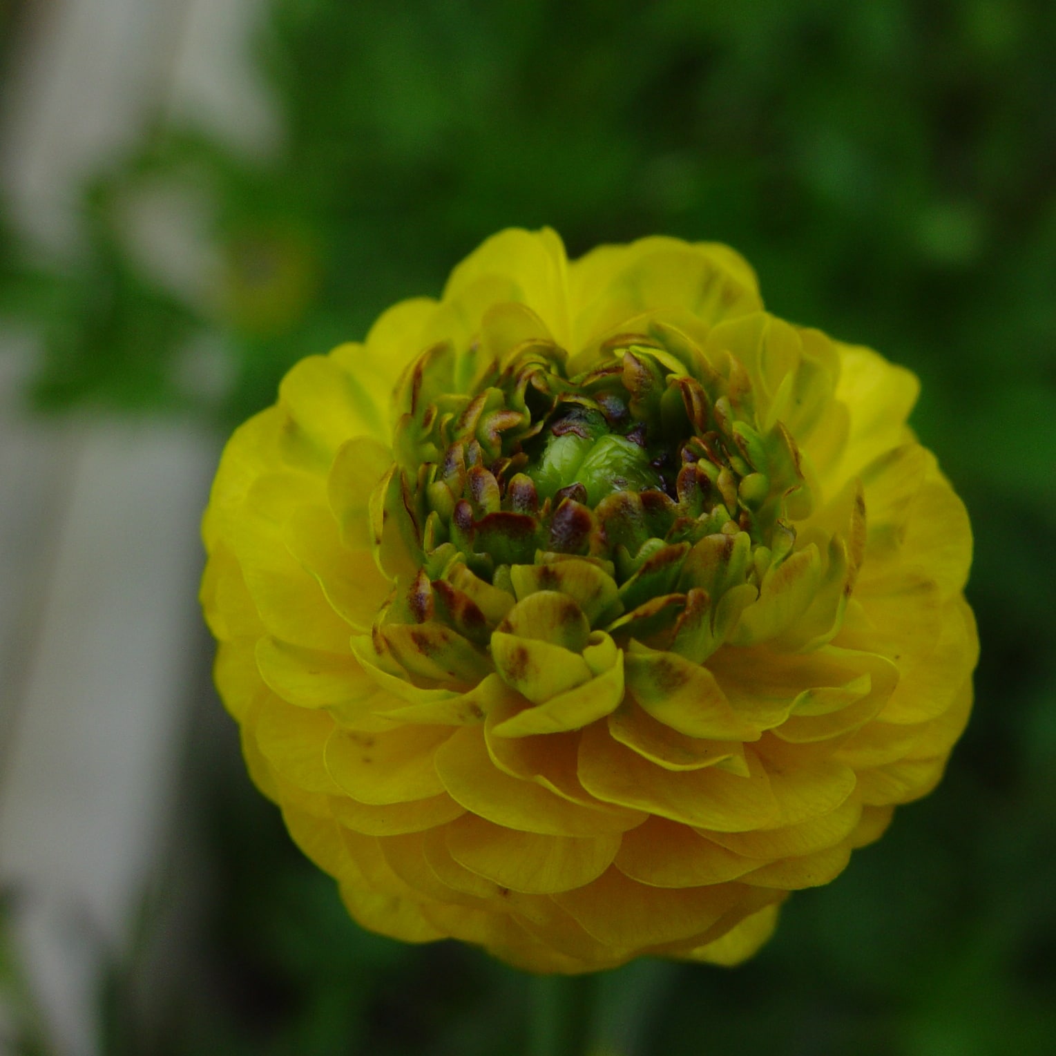 Ranunculus acris 'Flore Pleno'