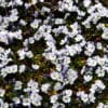 Veronica repens - Image 2