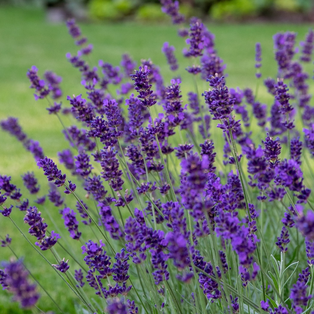 Lavandula angustifolia 'Hidcote'